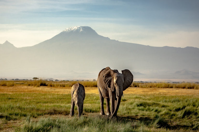 Kenia Safari Rundreisen Elefant