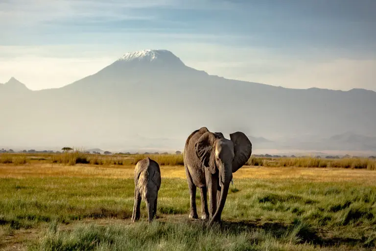 Kenia Safari Rundreisen Elefant