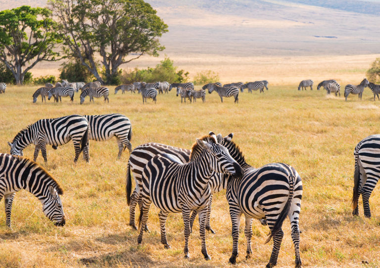 Rundreisen in Tansania Zebras