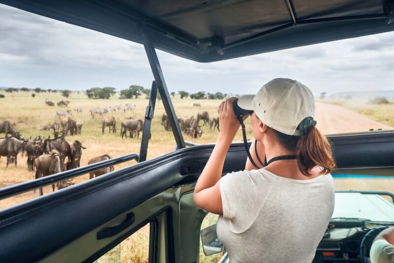 Touristin auf Safari in Afrika, reisend mit dem Auto mit einem offenen Dach von Kenia und Tansania, beobachtet Zebras und Antilopen in der Savanne des National Park Serengeti.