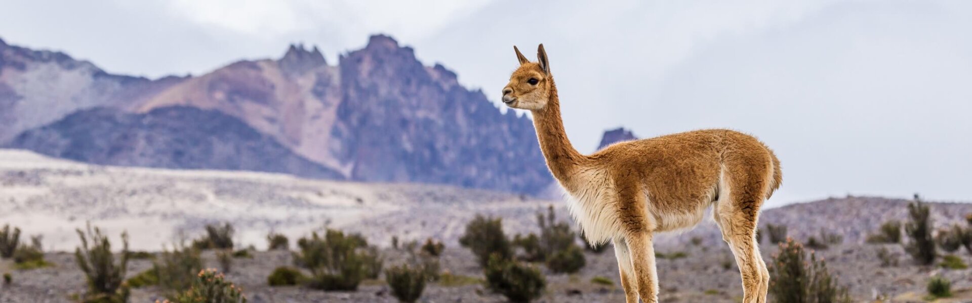 Alpaka bei Peru Rundreisen