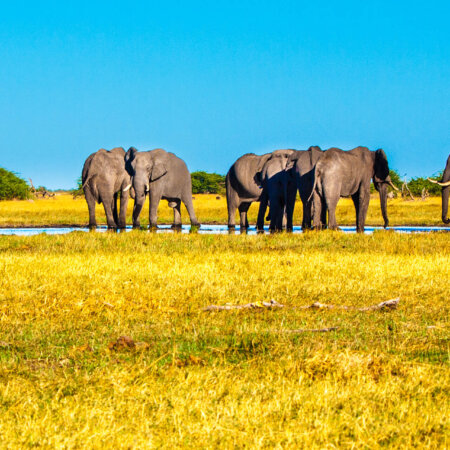 Elefanten in Botswana, Safari-Rundreise