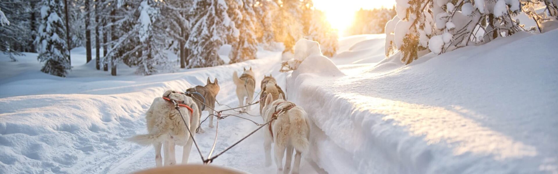 Finnland Husky Tour