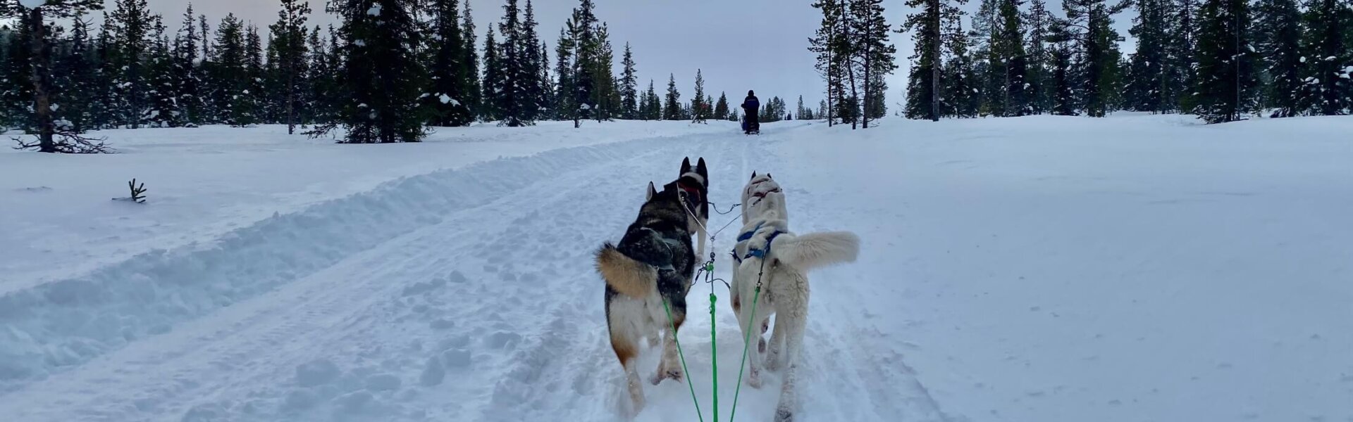 Husky Tour Hundeschlitten