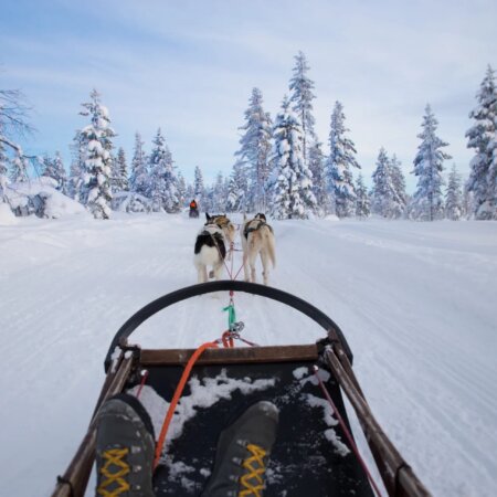 Husky-Reisen, Hundeschlitten in Schweden