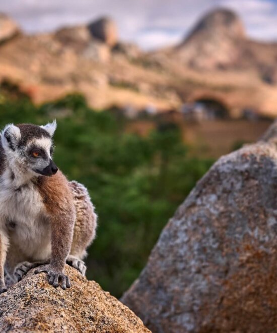 Lemuaren im Madagaskar Urlaub