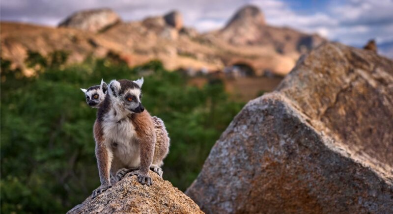 Lemuaren im Madagaskar Urlaub