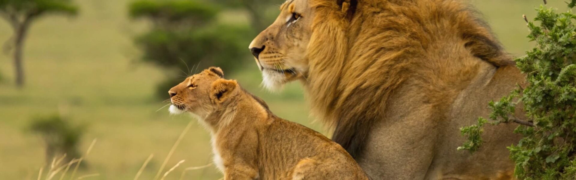 Löwe Kenia Safari