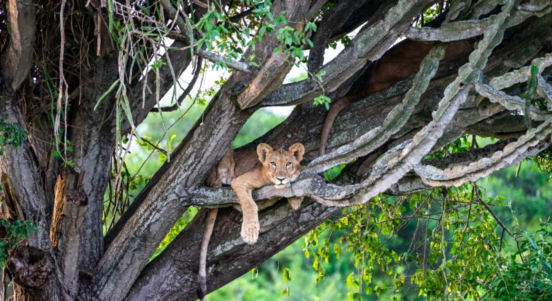 Löwe im Baum Uganda Reise