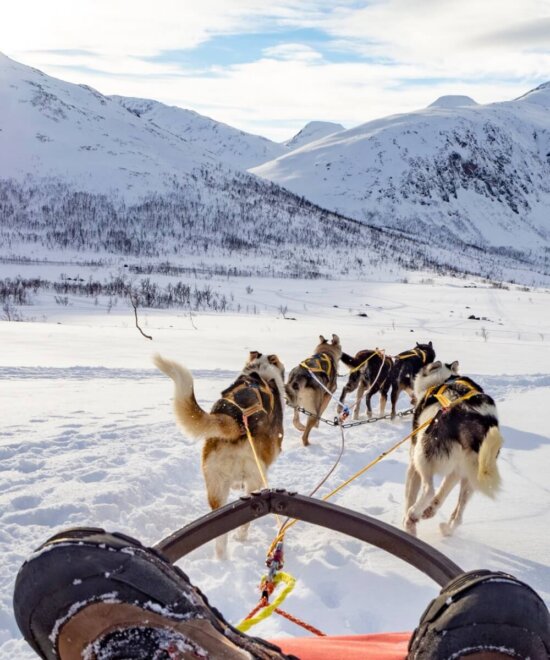 Norwegen Husky Tour Berge
