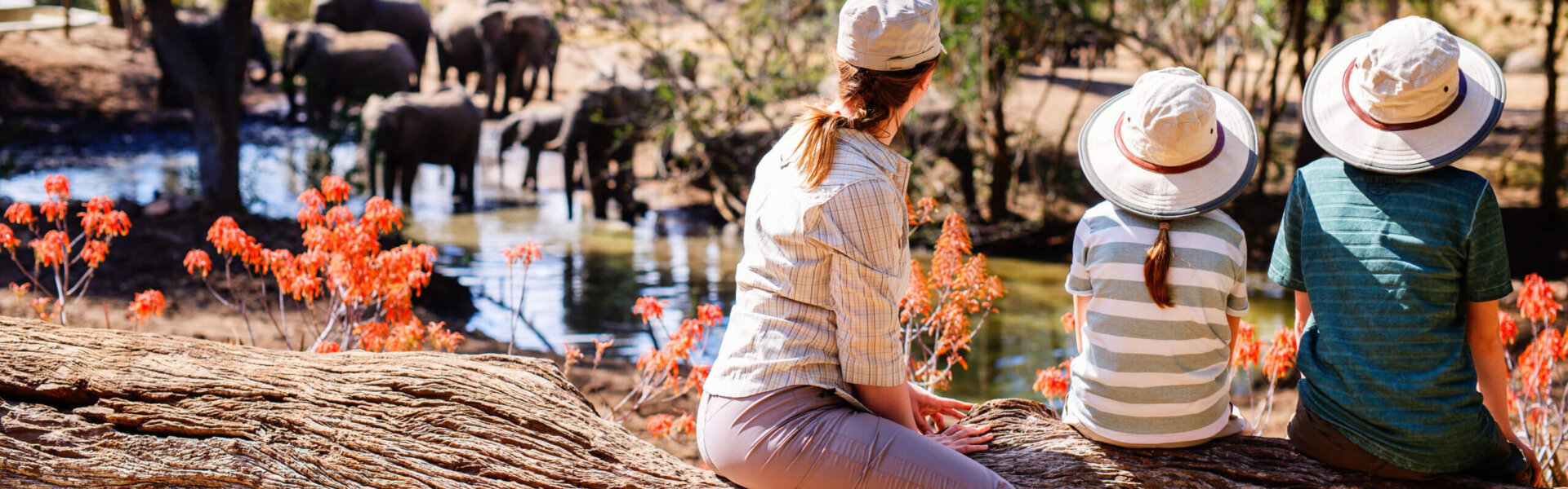 Safari mit der Familie, Meine Welt Reisen, Elefanten