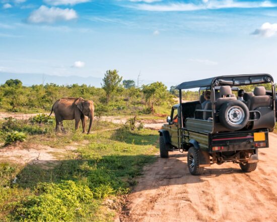 Jeep, Safari, Elefant