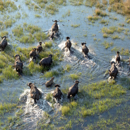 Büffel in Sambia, Safari-Reise