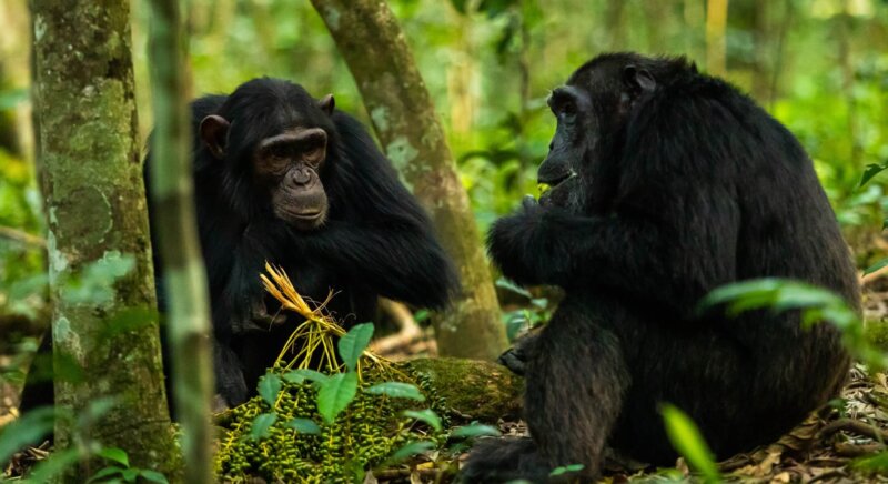 Schimpansen in Uganda