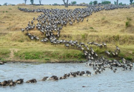 Tansania Safari Gnu Fluss
