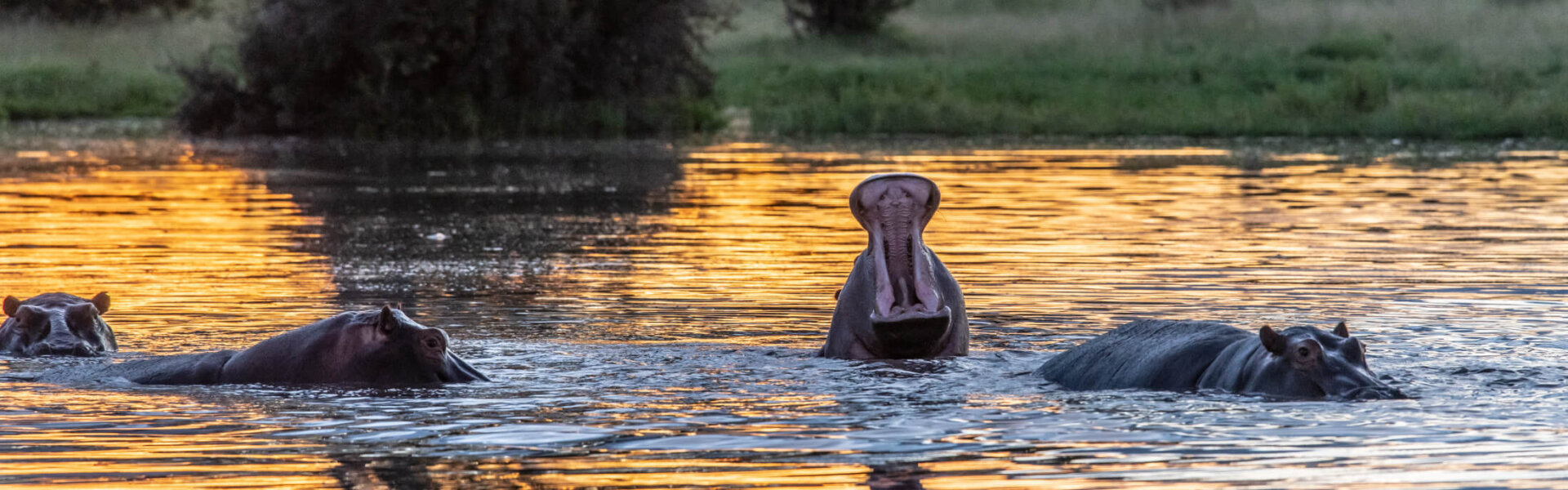 Tiere bei einer Uganda Safari