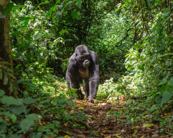 Warum eine Uganda Reise