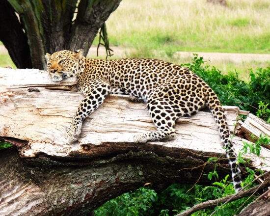 Leopard in Kenia
