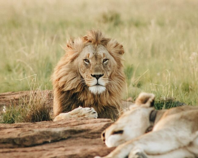 Safari-Reise, Löwen