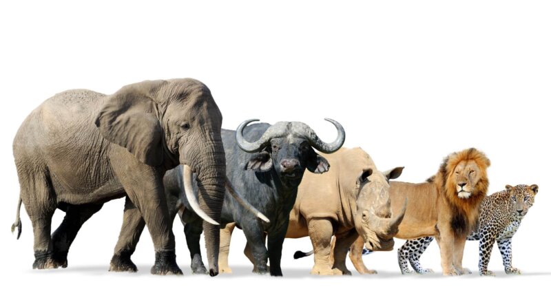 5 five in Afrika bild