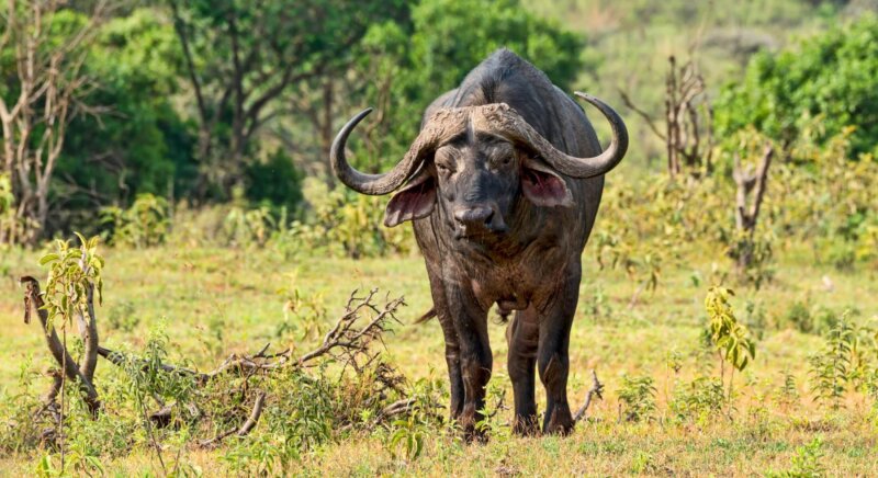Kaffern Büffel Afrika