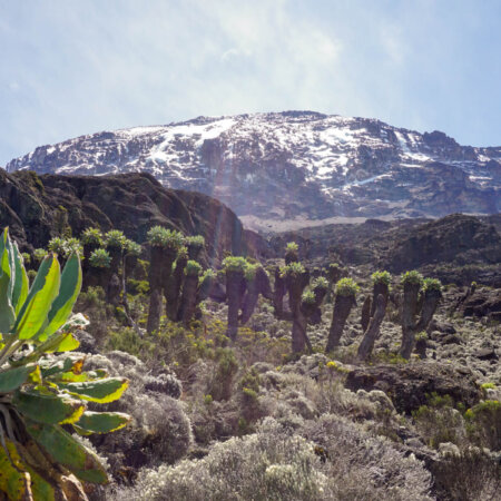 Klimazonen Kilimanjaro
