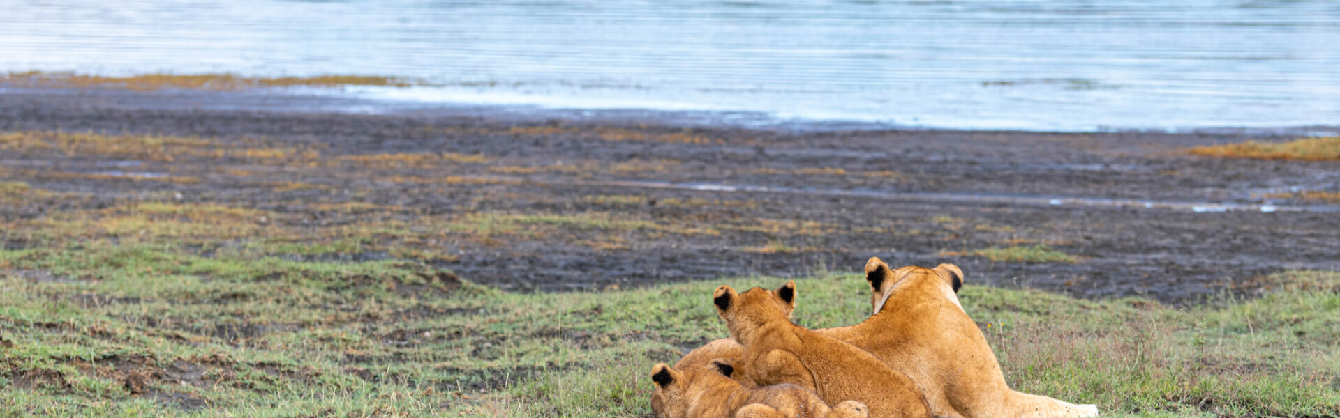 big five in Afrika