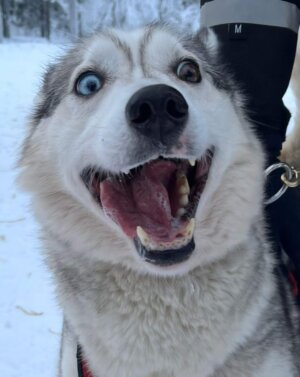 Husky Schneemobiltour Rico29