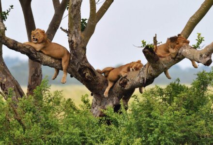 Löwen auf einer Uganda Safari