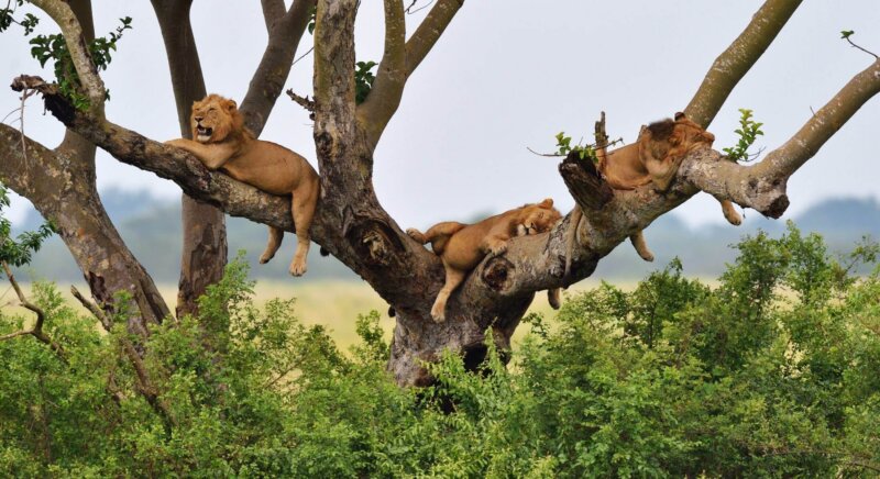 Löwen auf einer Uganda Safari