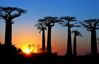 madagascar-avenue-of-the-baobabs.jpg