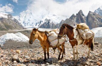 Tragtiere während des Trekkings in Pakistan