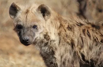 hyaene-afrika-1.jpg