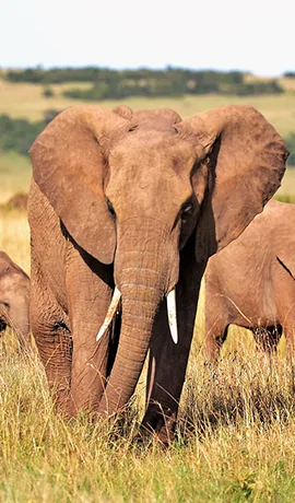 elefant kenia safari reise