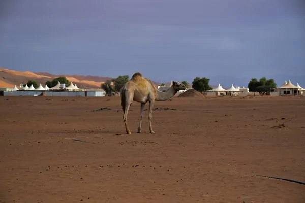 kamel wueste oman