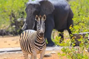 Kruger-Suedafrika-Zebra-1