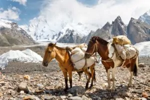 Tragtiere wahrend des Trekkings in Pakistan