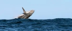 Walbeobachtung an der Küste Südafrikas