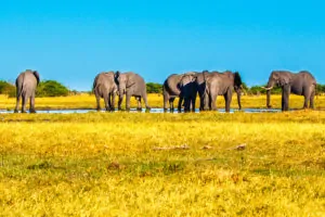 Botswana Safari Rundreisen