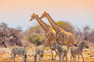 Etosha Nationalpark bei einer Namibia Safari