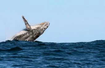 Walbeobachtung an der Küste Südafrikas